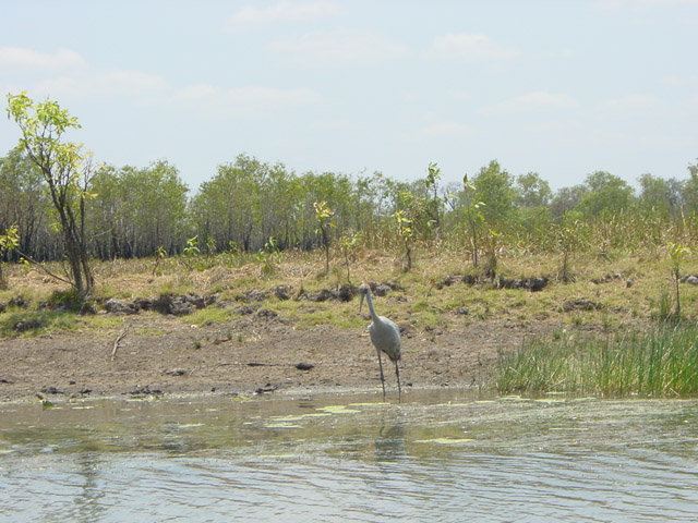 cape tribulation (1)