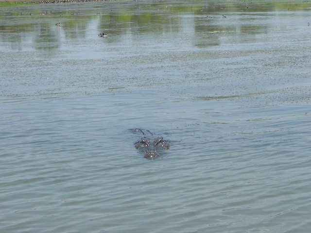 cape tribulation (10)