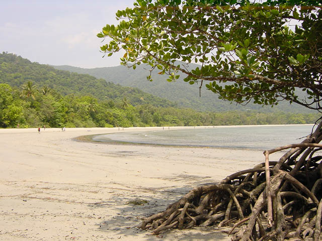 cape tribulation (12)