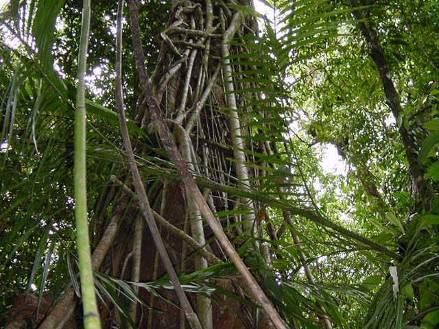 daintree park (3)