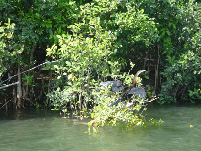 daintree park (4)