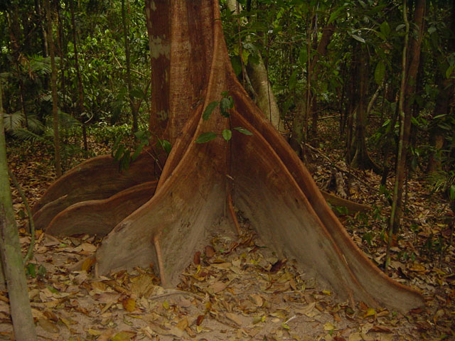 daintree park (5)