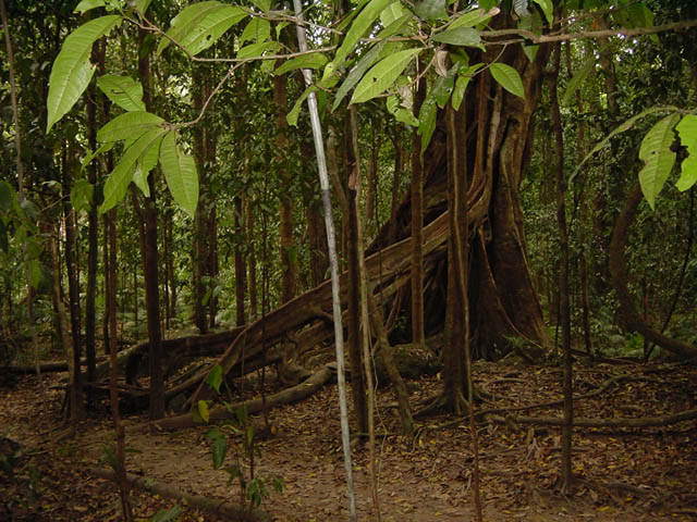 daintree park (7)