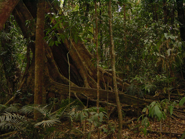 daintree park