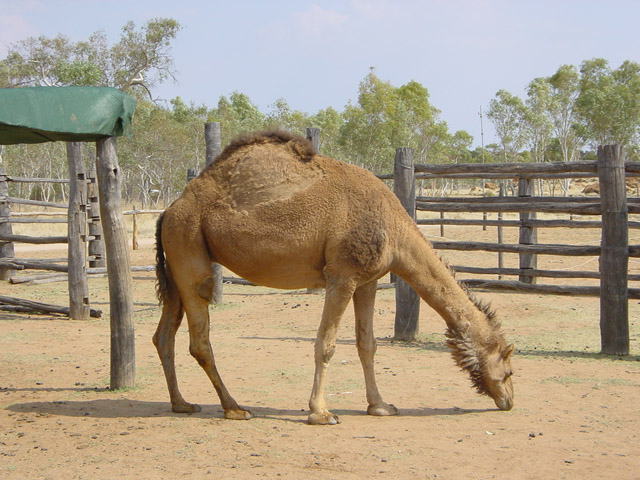 deserto