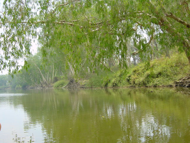 kakadu (6)