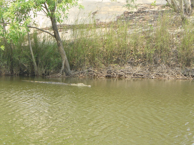 kakadu (7)