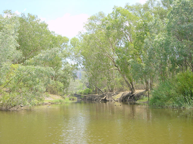 kakadu (9)