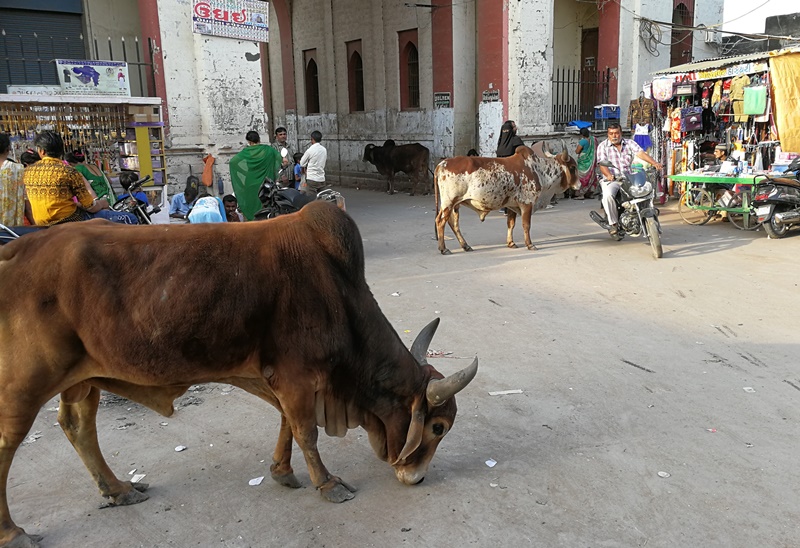 gujarat (207)