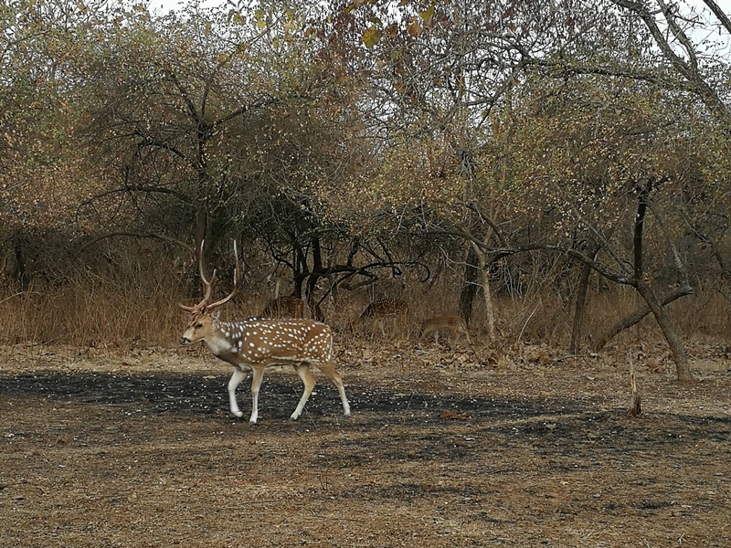 gujarat (258)