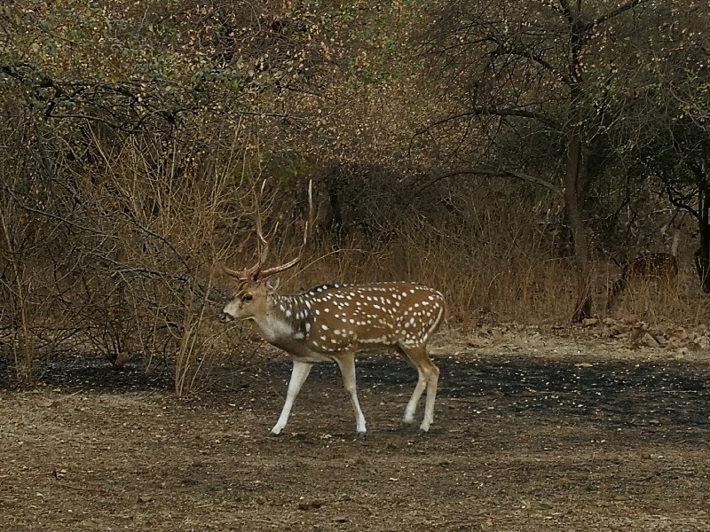 gujarat (259)