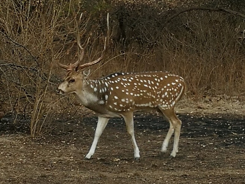 gujarat (260)