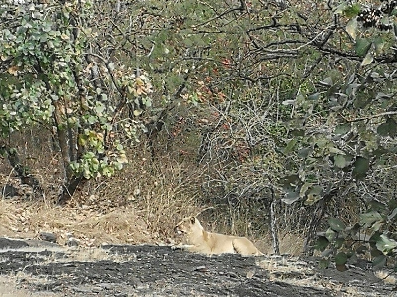 gujarat (280)