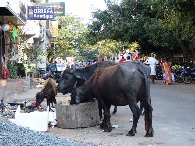 c-pondichery (34)