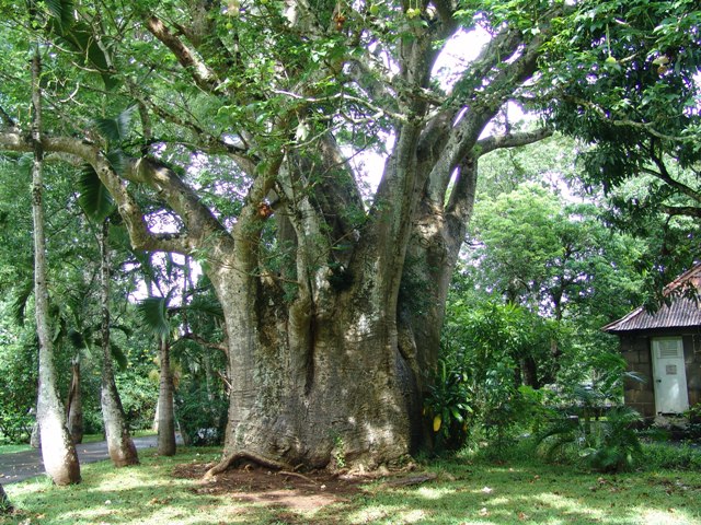 mauritius-natura (11)