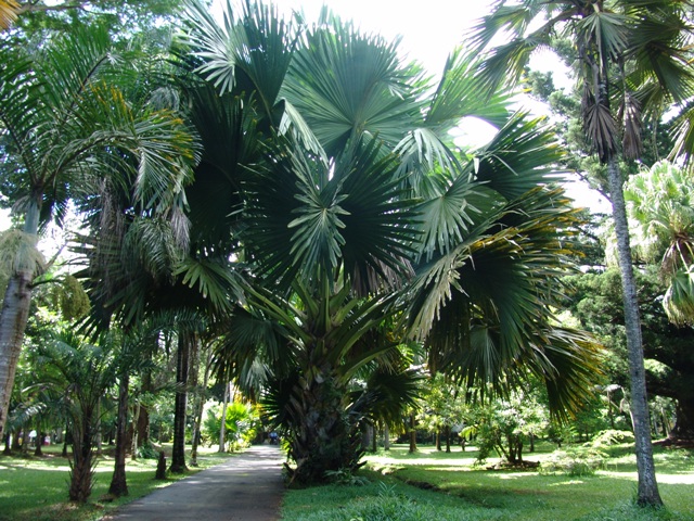 mauritius-natura (12)