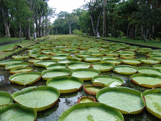 mauritius-natura (13)