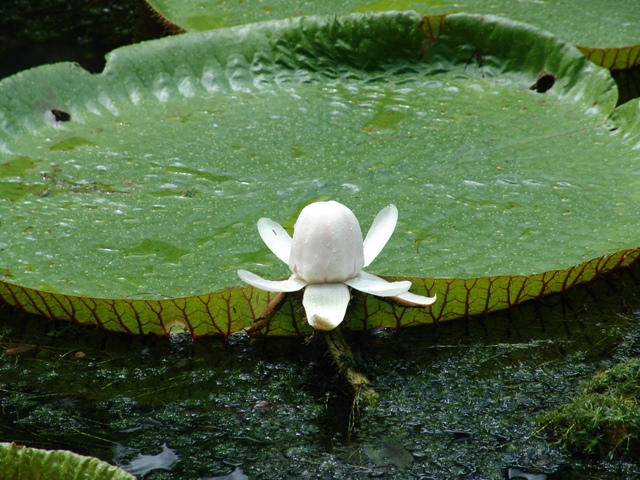 mauritius-natura (14)