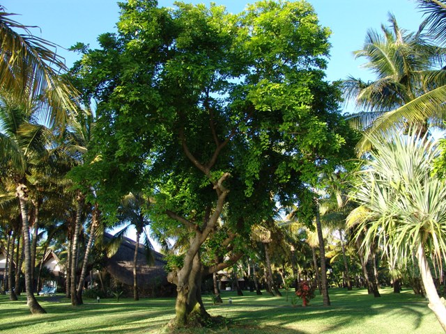 mauritius-natura (8)