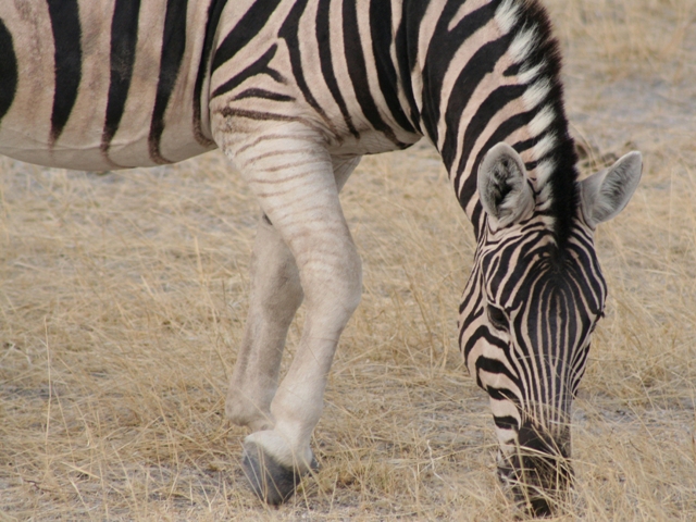 etosha (45)