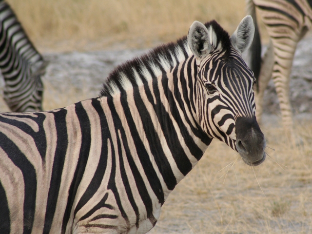 etosha (46)