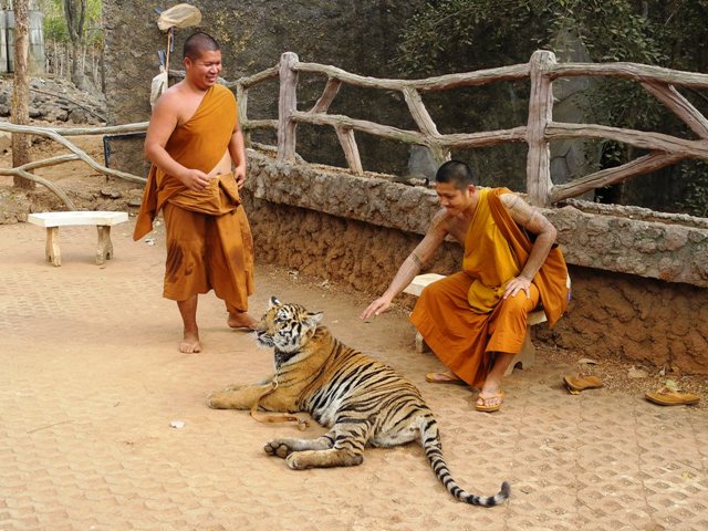 c-theravada-tigri (60)