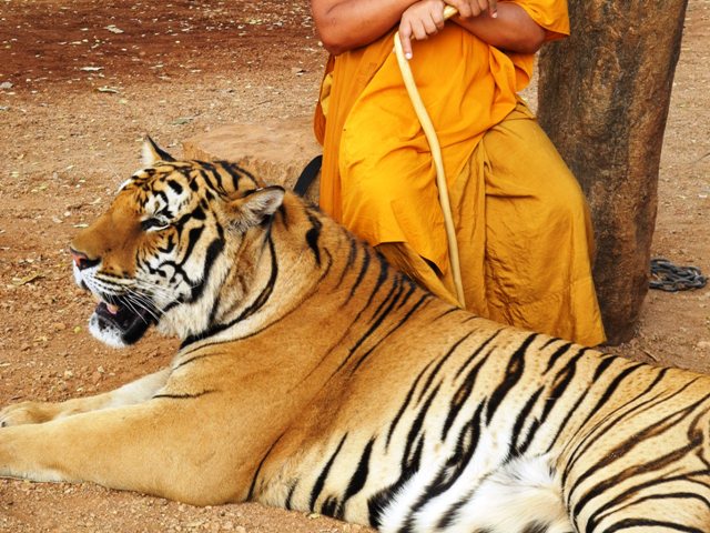 c-theravada-tigri (87)