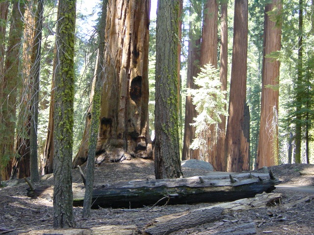 Sequoia Park (1)