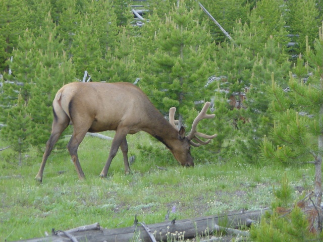 Yellowstone (19)