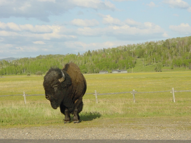 Yellowstone (22)